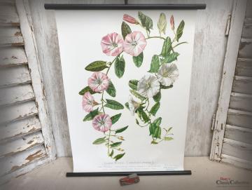 VERKAUFT ! Lehrkarte 'Ackerwinde' ~ Schulkarte ~ Wandkarte ~ Rollkarte ~ Lehrtafel ~ Wanddeko ~ Shabby Home Dekor ~ hy5496
