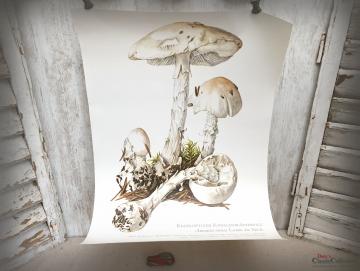 Lehrkarte 'Knollenblätter Pilz' ~ Plakat ~ Schulkarte ~ Gartenfreund ~ Lehrtafel ~ Wanddeko ~ Shabby Home Dekor ~ hy5489