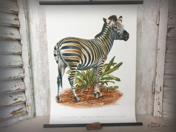 Lehrkarte 'Zebra' ~ Schulkarte ~ Wandkarte ~ Rollkarte ~ Lehrtafel ~ Wanddeko ~ Shabby Home Dekor ~ hy5646
