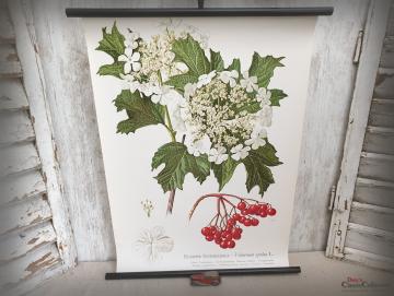 VERKAUFT ! Lehrkarte 'Echter Schneeball' ~ 50 x 70 cm Schulkarte ~ Wandkarte ~ Rollkarte ~ Lehrtafel ~ Wanddeko ~ Shabby Home Dekor ~ hy5501